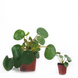 Pilea, Planta china del dinero